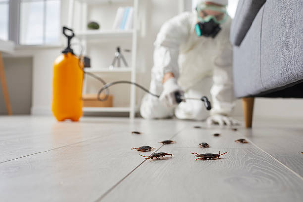 Affordable Termite Control solutions in Basin, WY